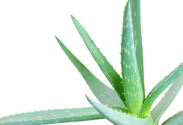 aloes