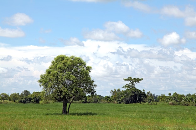 Alone Tree