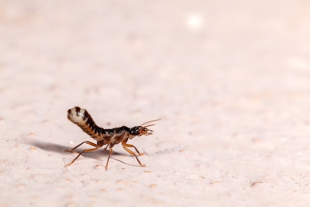 Alote Termite izolowana makrofotografia