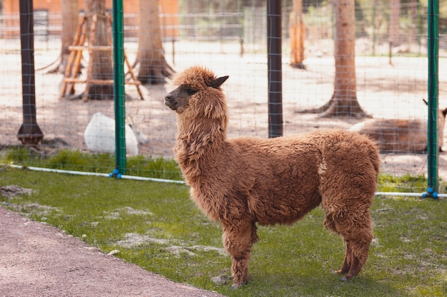 alpaka spaceruje po ulicy w słoneczną pogodę w małym zoo