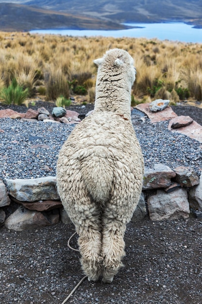Zdjęcie alpaka stojąca z tyłu