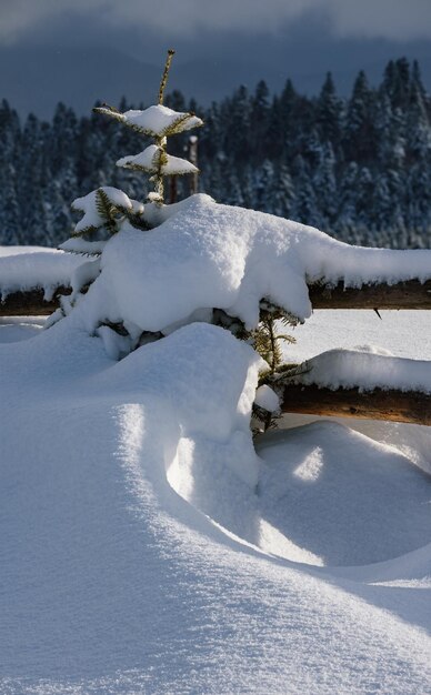 Alpejska góra śnieżna zima las jodłowy i śnieg dryfuje w pobliżu drewnianego ogrodzenia na drugorzędnej drodze wiejskiej