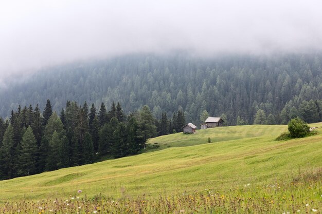 Alpejska łąka po deszczu i lesie spowita gęstą mgłą we włoskich Alpach