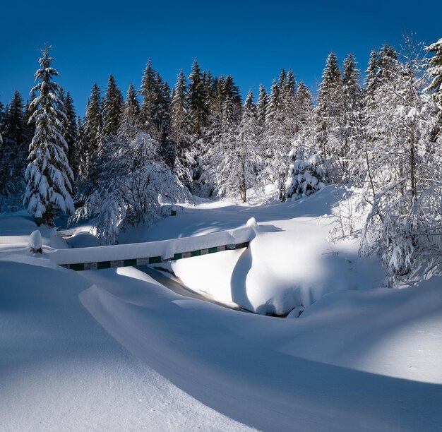 Alpejski górski śnieżny zimowy las jodłowy z zaspami śnieżnymi i zamarzniętym małym strumieniem