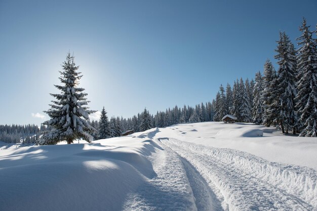 Alpejski krajobraz z pokrytymi śniegiem górami i lasem sosnowym