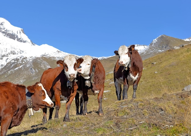 Alpejskie brązowe i białe krowy na pastwiskach górskich pod błękitnym niebem