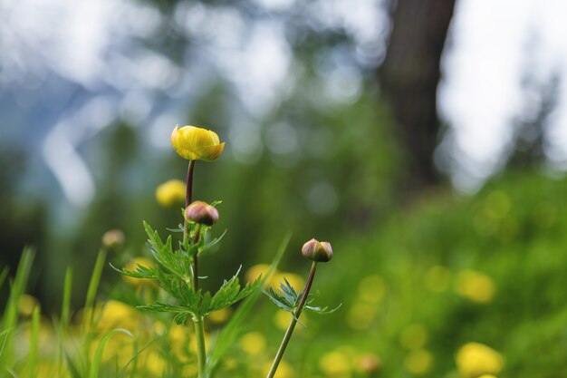 Alpejskie żółte kwiaty lub globeflowers znane również jako Trollius europaeus w Szwajcarii