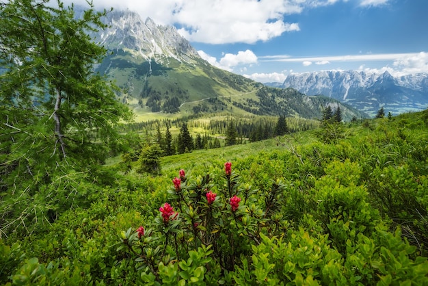 Alpenrose i zielone liście na szlaku turystycznym Góry Wilder Kaiser w tle Tirol Austria