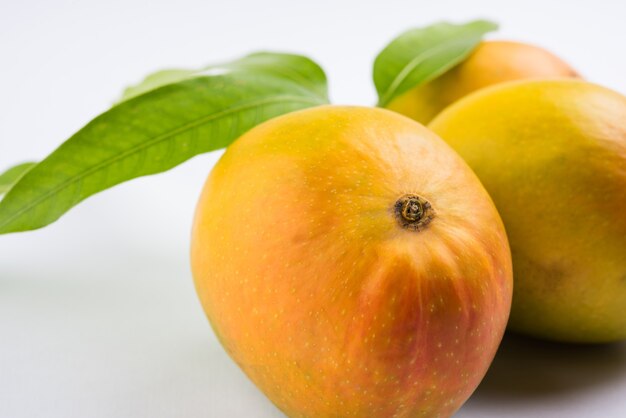 Alphonso Mango lub Hapoos Aam to sezonowy i soczysty owoc z Indii, znany ze swojej słodyczy, bogactwa i smaku. Na kolorowym tle. Selektywne skupienie