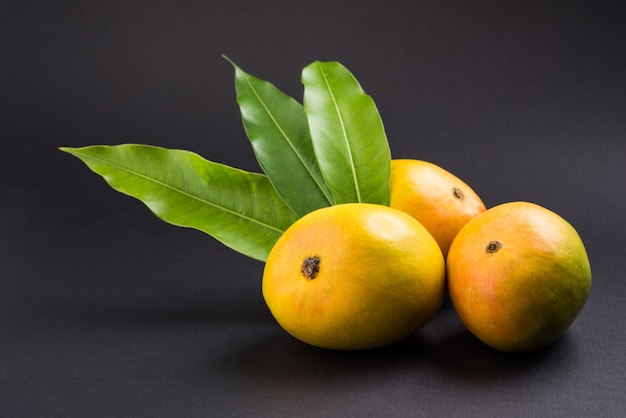 Alphonso Mango lub Hapoos Aam to sezonowy i soczysty owoc z Indii, znany ze swojej słodyczy, bogactwa i smaku. Na kolorowym tle. Selektywne skupienie