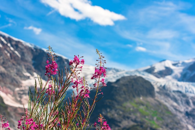 Alpy szwajcarskie w lecie z dzikimi różowymi kwiatami na pierwszym planie