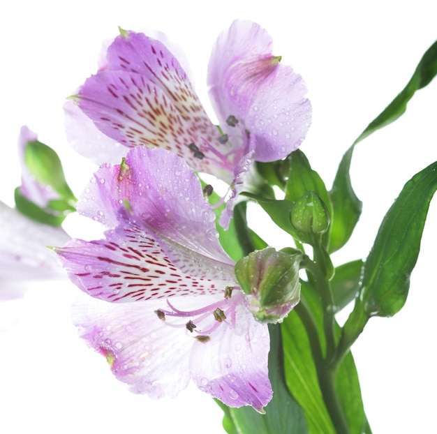 Alstroemeria fioletowe kwiaty