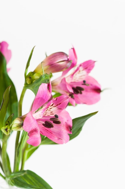 Alstroemeria