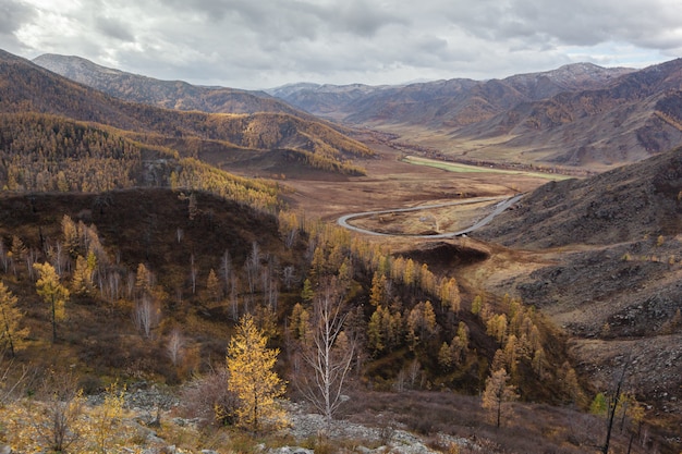 Altai Gór Jesieni Koloru żółtego Drzewa