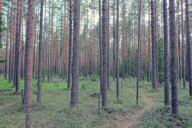 Ałtaj górski krajobraz góry widok w tle panorama