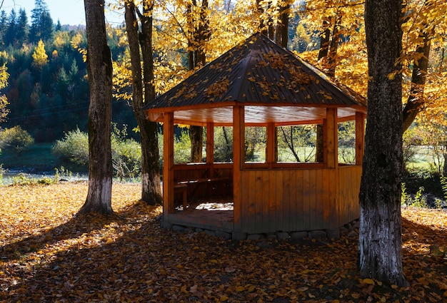 Zdjęcie altana jesienią buk karpacki słoneczny park na brzegu rzeki