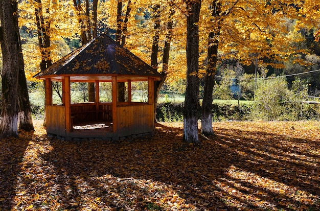 Altana jesienią buk karpacki słoneczny park na brzegu rzeki