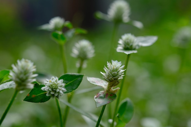 Alternanthera philoxeroides, powszechnie określana jako chwast aligatora. dzikie chwasty. naturalny bokeh.