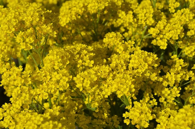 Alyssum Złote kwiaty kwiatowe Aurinia Saxatilis