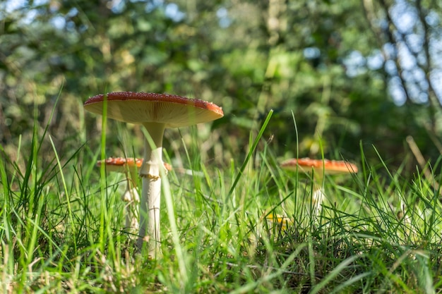 Amanita, muchomor (amanita muscaria)