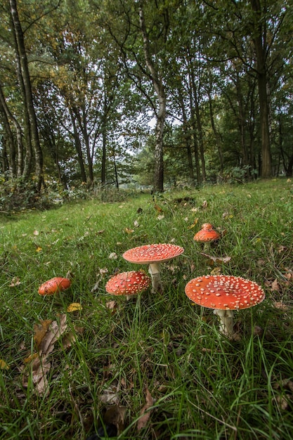 Amanita, muchomor (amanita muscaria)