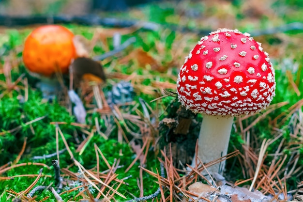 Amanita Muscaria. Czerwony trujący muchomor w lesie