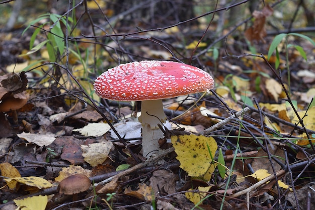 Amanita muscaria grzyby Zbieranie grzybów Jesienny las Spadek Natura Trucizna