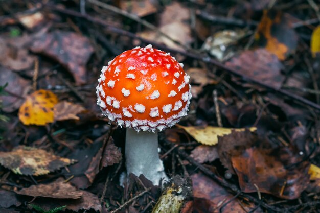 Amanita Muscaria. Jadalny Grzyb Muscimol