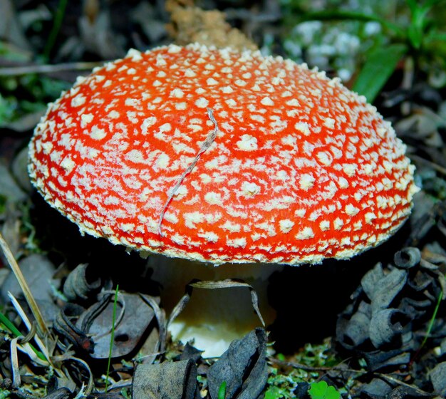 Zdjęcie amanita muscaria na makro