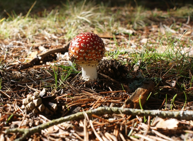 Amanita muscaria w sosnowym lesie