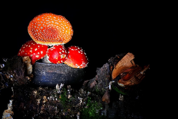 Amanita Muscaria w starym żelaznym garnku. trujący grzyb muchomor