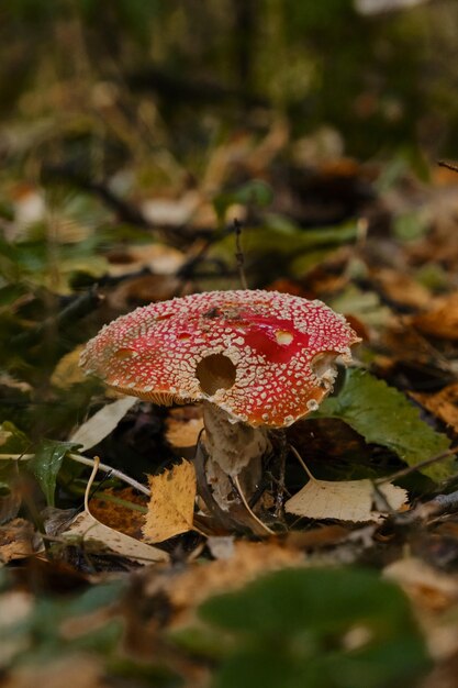 Amanita Muscaria Zdjęcie Makro Szczegółowa Koncepcja środowiska I Natury Jesiennego Lasu