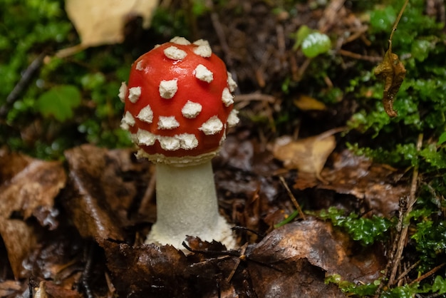 Amanita z białymi plamkami na czerwonej czapce rośnie w lesie wśród suchych opadłych liści i mchu