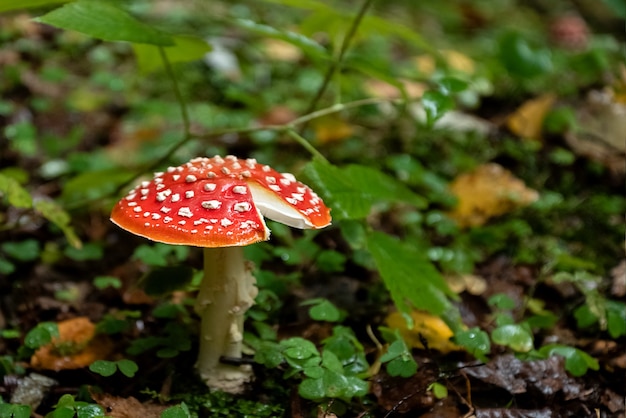 Amanita z białymi plamkami na czerwonej popękanej czapce rośnie w jesiennym lesie