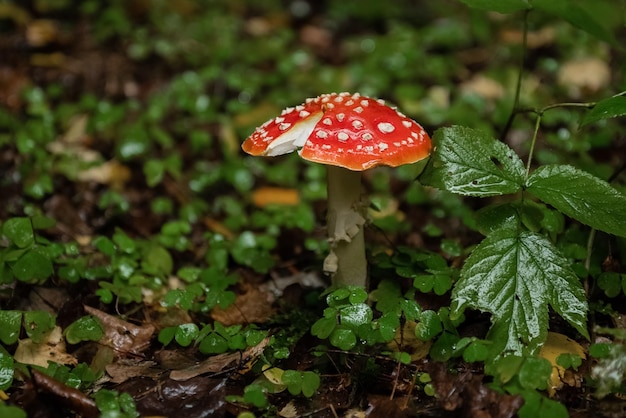 Amanita z białymi plamkami na czerwonej popękanej czapce rośnie w jesiennym lesie