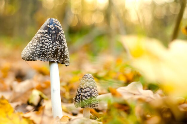 Amanita