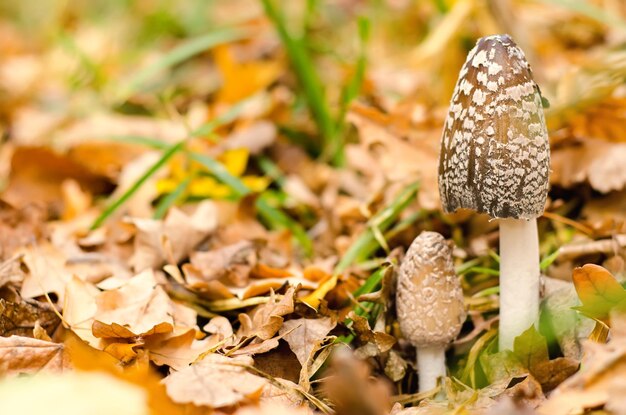 Amanita