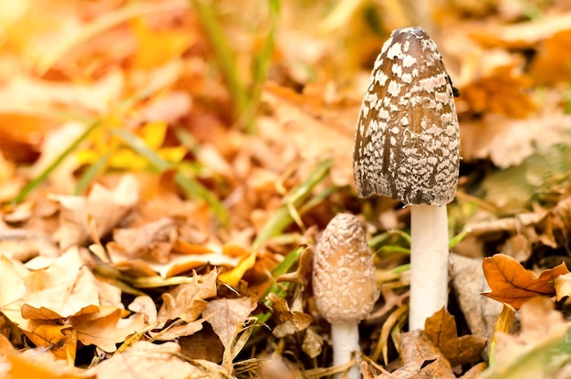 Amanita