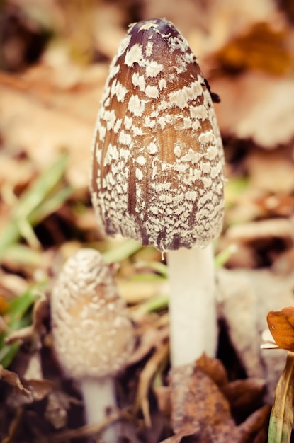 Zdjęcie amanita