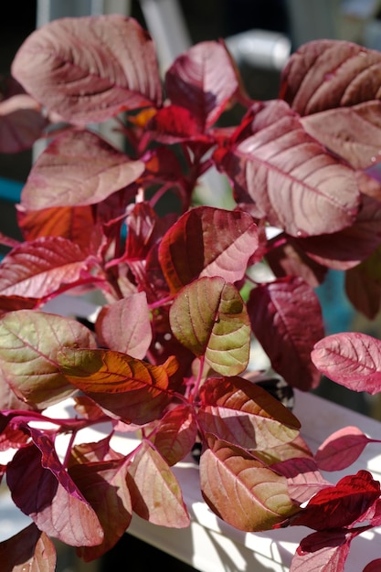 Amaranthus gangeticus to czerwony szpinak. Ten czerwony szpinak jest uprawiany w hydroponice