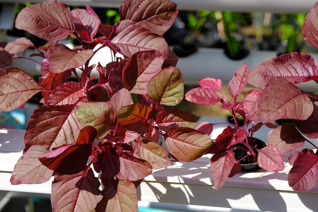 Amaranthus gangeticus to naukowa nazwa czerwonego szpinaku. czerwony szpinak jest uprawiany hydroponicznie.