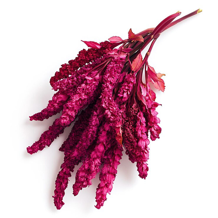 Zdjęcie amaranthus odizolowany na białym tle z bliska