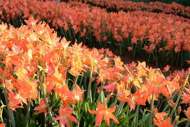 Amaryllis Jest Jedynym Rodzajem Z Podplemienia Amaryllidinae. łóżko Z Pomarańczowymi Kwiatami Amarylis W Tropiku