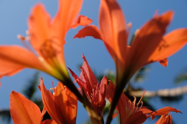 Amaryllis jest jedynym rodzajem z podplemienia Amaryllidinae.orange ogród kwiatowy amarylis. Natura.