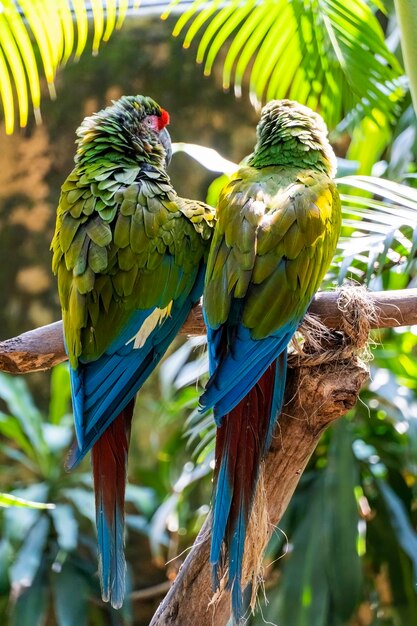 Amazona viridigenalis, portretowa papuga czerwonoczelna, pozuje i gryzie, piękny ptak