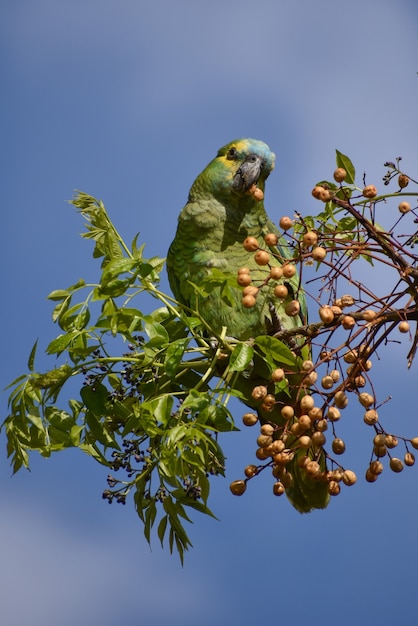 Amazonka turkusowa (Amazona aestiva) żerująca na wolności