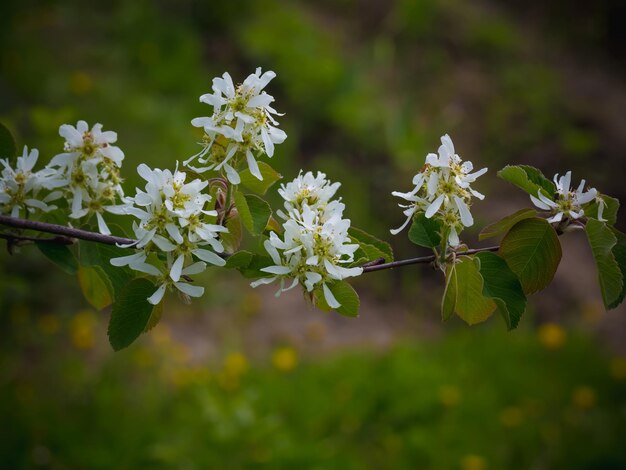 Amelanchier kwitną w ogrodzie lato tło wiosna kwitnąca gałąź