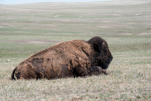 Zdjęcie american bison drzemiący na prerii