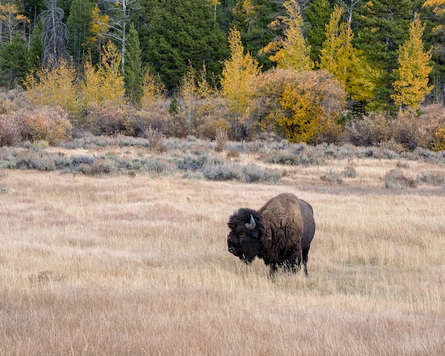 American Bison Jesienią Na Sagebrush Flats W Grand Teton National Park