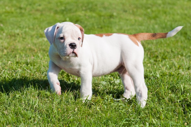 American Bulldog puppy grając w przyrodzie